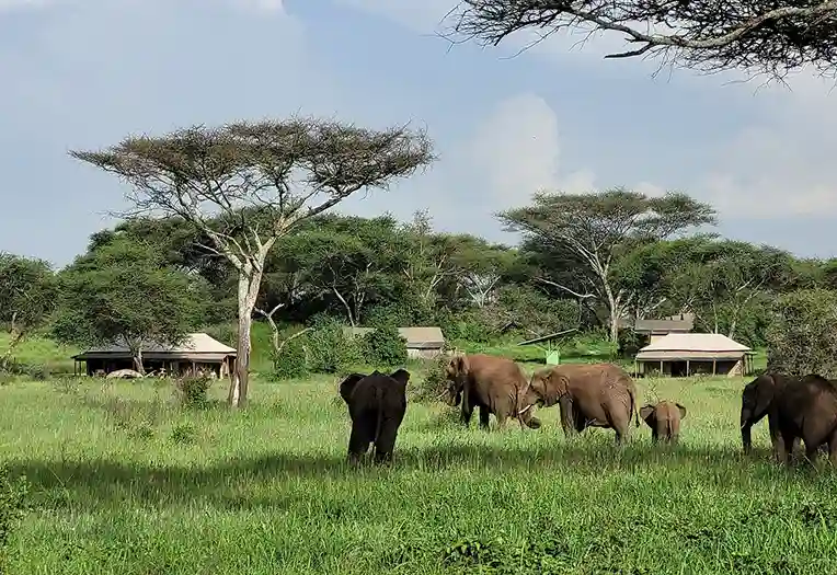 Baobab Central Serengeti Camp kopjes view
