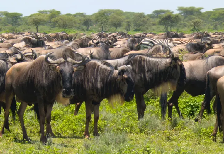 Serengeti Heritage Camp view