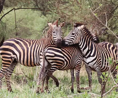Arusha National Park