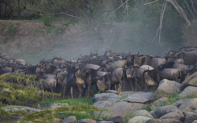 Massive wildebeest and zebra herds during Great Migration in Serengeti
