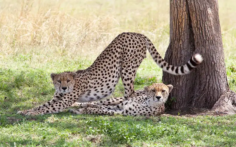 Ngorongoro to Central Serengeti migration plains