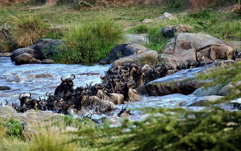 Best 5 Days Tanzania Safari Package Adventure