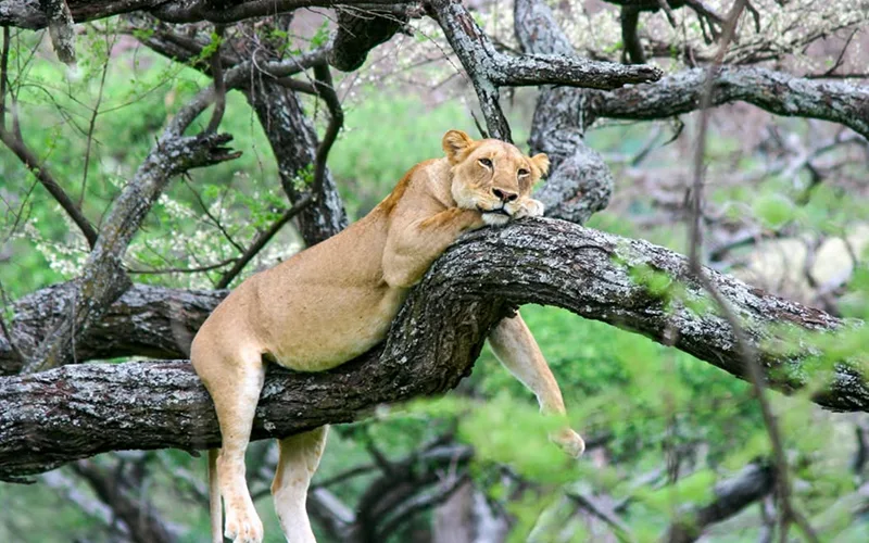 4 Days Lake Manyara & Serengeti Explorer