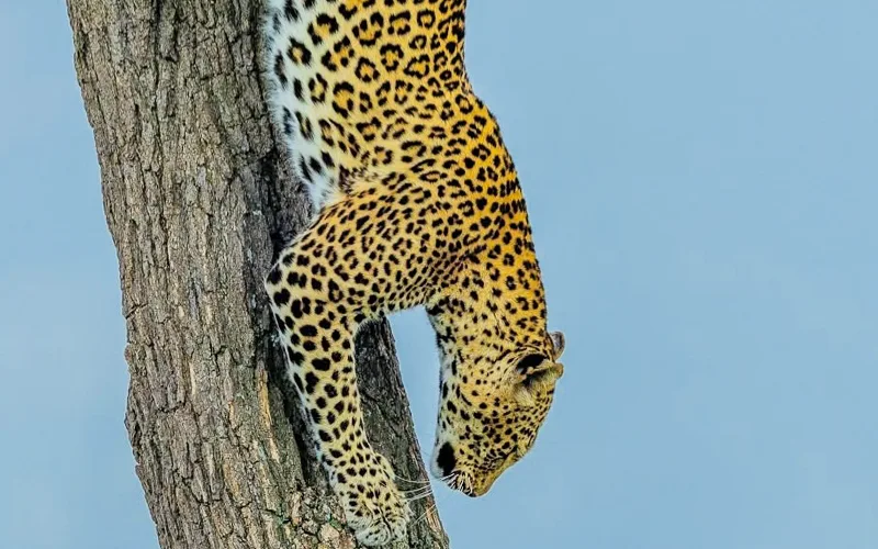 5 Days Big Cats Focus Safari with BMC Tours & Safaris