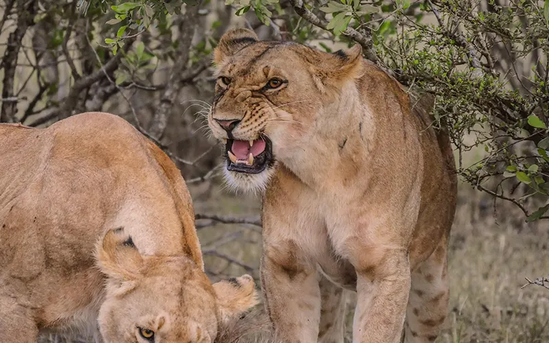 Full day Serengeti migration and predator tracking safari