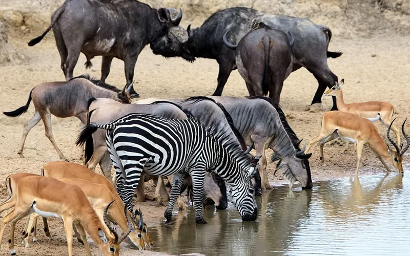 4 Days Mikumi Plains to Ruaha Wilderness: A Southern Tanzania Safari