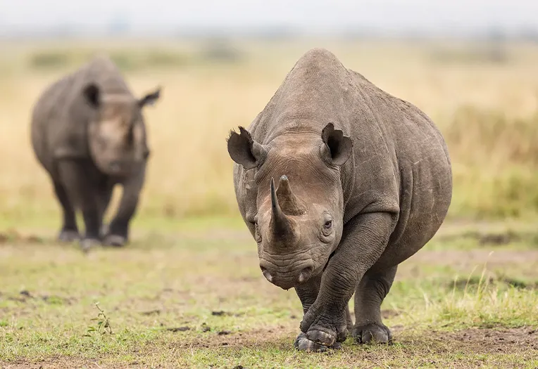 Ngorongoro Crater Big Five safari and Maasai cultural encounter