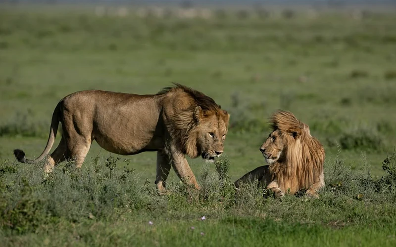 Ngorongoro Crater Full Day Safari