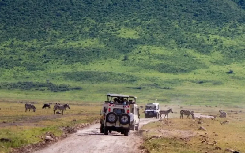 Ngorongoro Crater Morning Game Drive and Return to Arusha