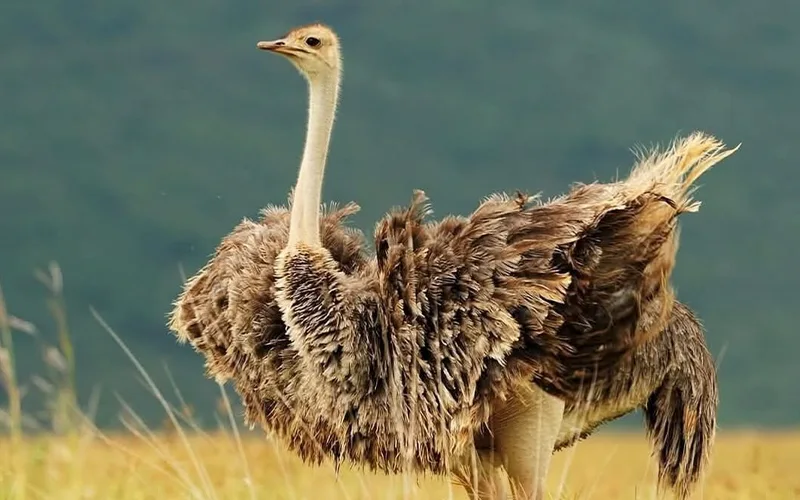 Ngorongoro Crater photography and departure