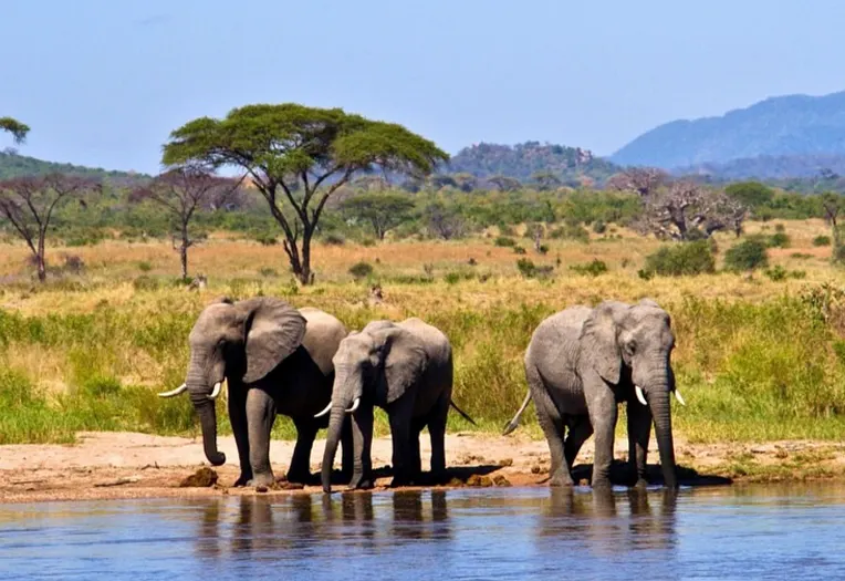 Full Day Game Drive in Nyerere National Park