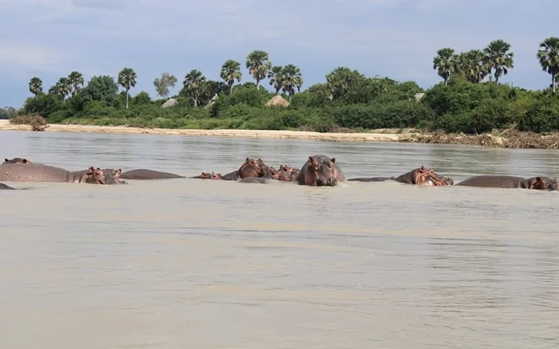 Guided Bush Walking Safari in Nyerere
