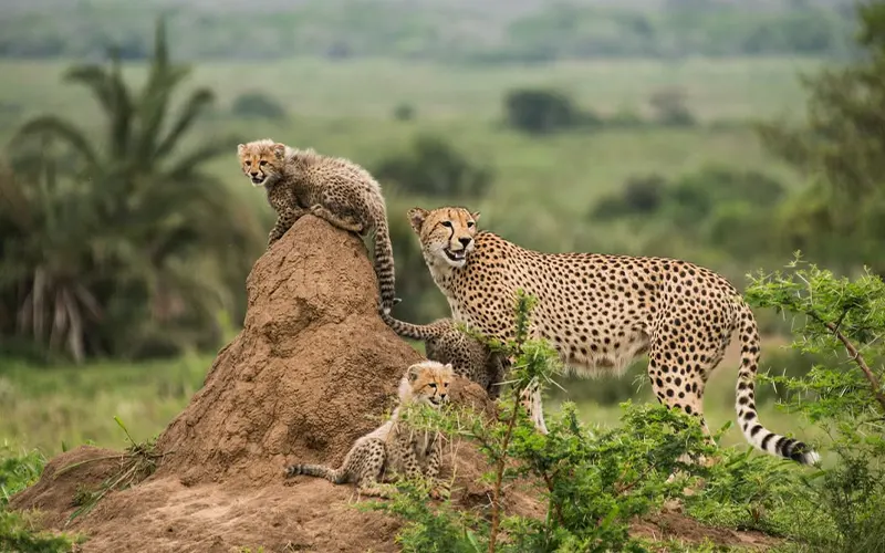 Lions on morning game drive in Central Serengeti