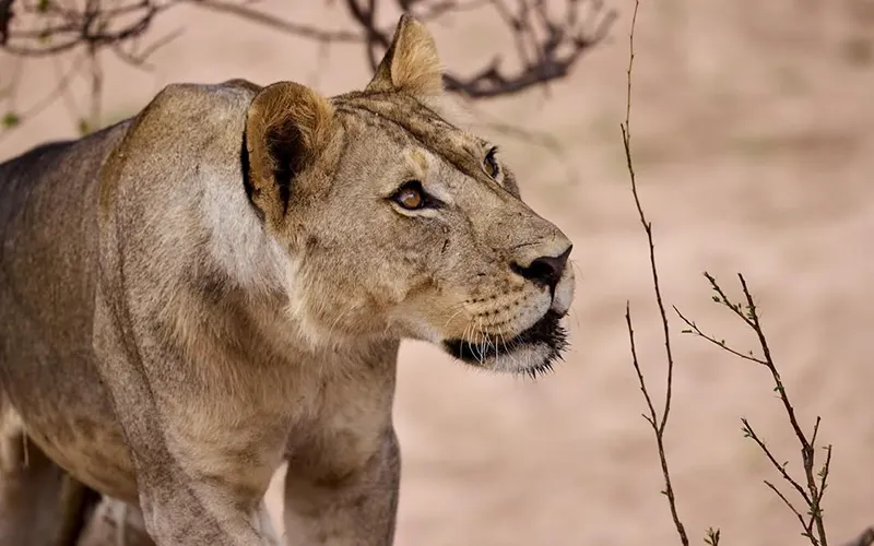 Early Morning Safari in Ruaha National Park