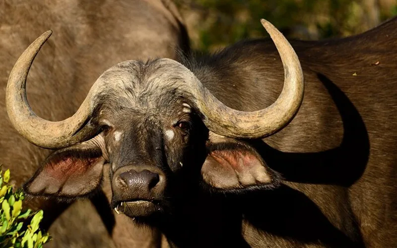 4 Days Mikumi Wildlife to Saadani Beach: Where Bush Meets the Ocean