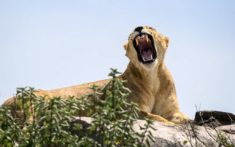 Serengeti Great Migration Safari Experience
