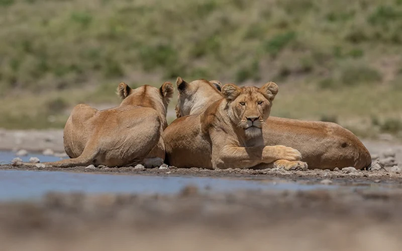 Full Day Serengeti Game Drive
