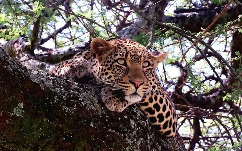 Full Day Serengeti Exploration Following Wildlife