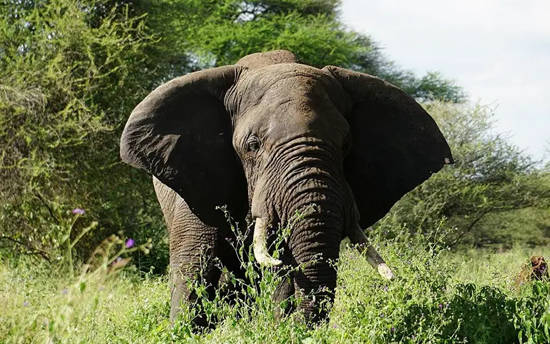 3 Days Nature Adventure Safari Tarangire, Lake Natron and Maasai Boma