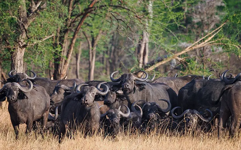 Full day migration tracking across Serengeti plains