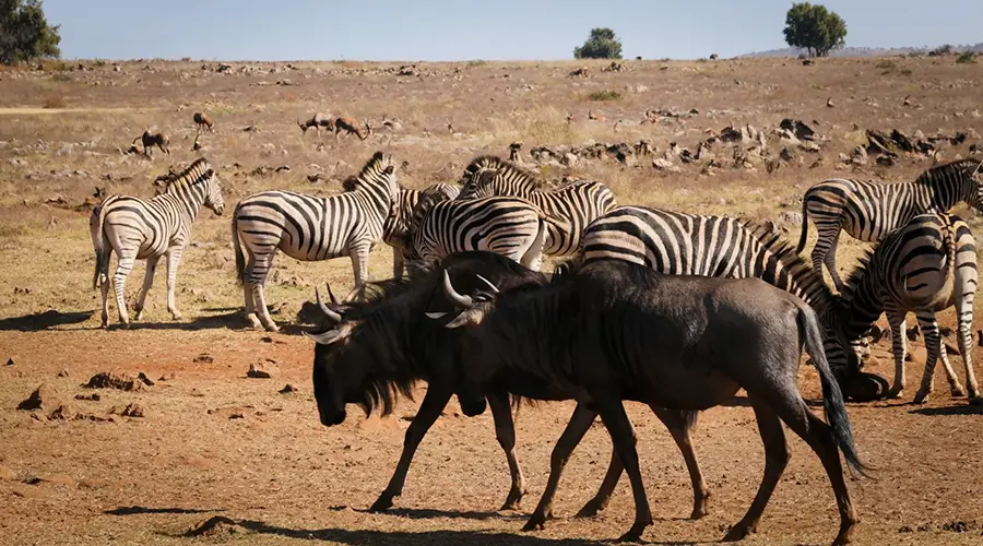 Massive wildebeest herds moving across Serengeti open plains