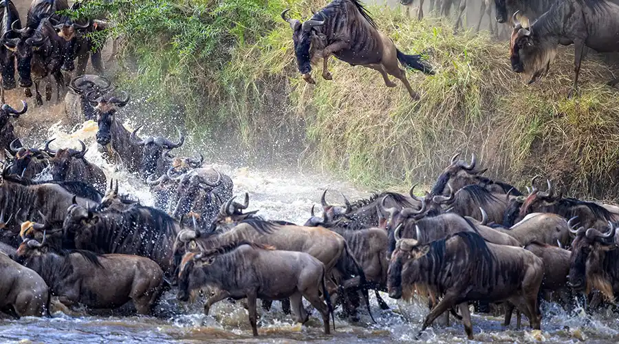 Wildebeest migration movement across river systems and kopjes