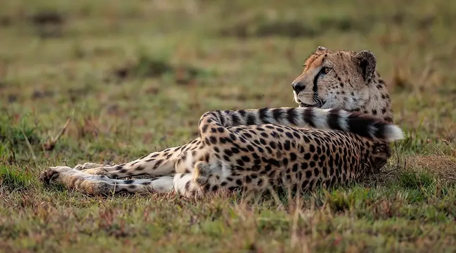 5 Days Tarangire & Ngorongoro Relaxed Safari Adventure