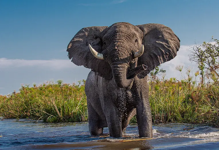 1-Day Tarangire Safari Special Departure for Tanzania International Residents