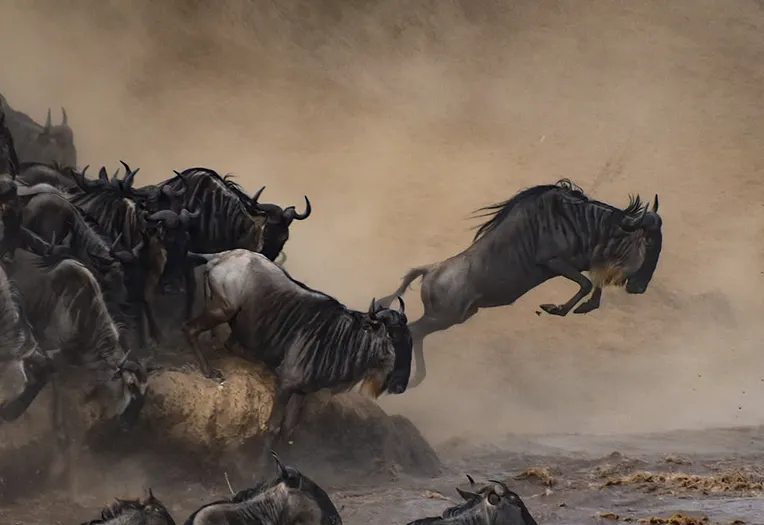 10-Day Luxury Fly-In Migration Safari from Zanzibar to Northern Tanzania