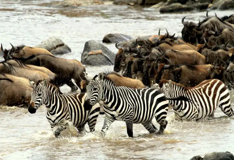 11 Days Serengeti Great Migration Wildlife Safari Experience