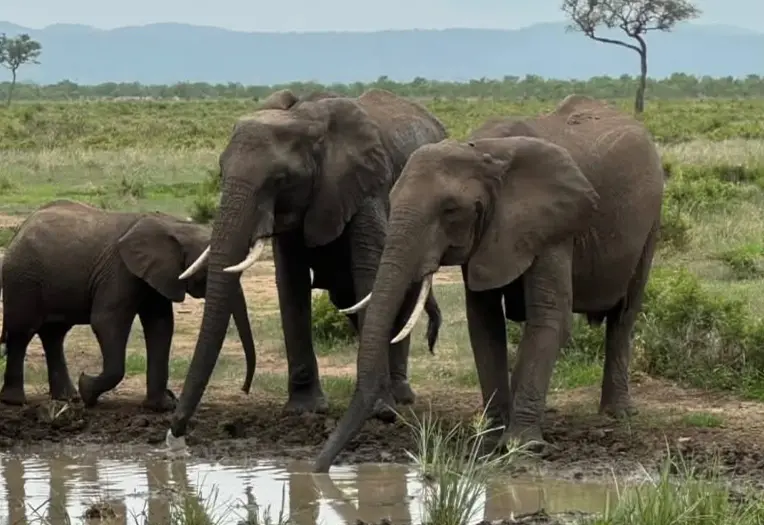 14 Days Tanzania Explorer Wildlife, Culture & Beach Safari