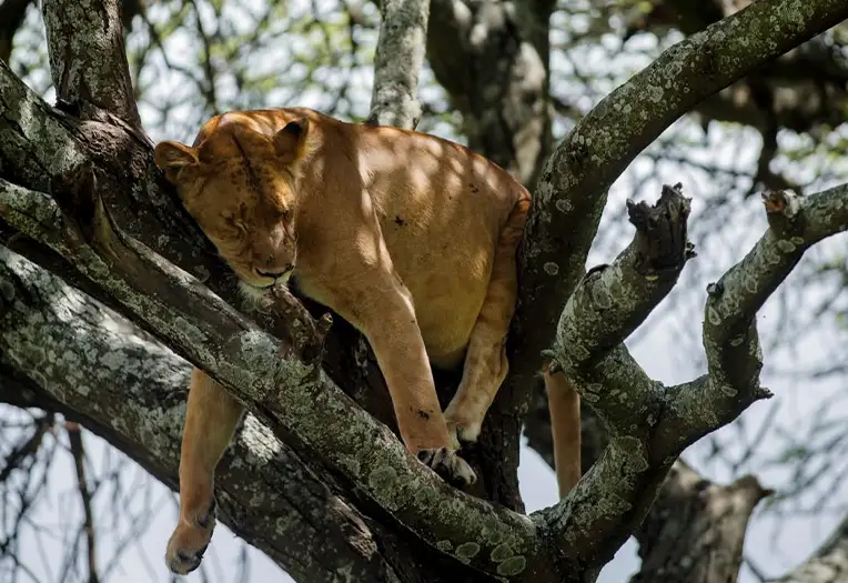 2 Days Lake Manyara & Cultural Safari Experience