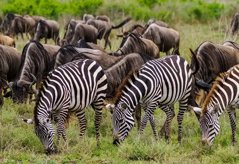 3-Day Central Serengeti Migration Safari Experience in Seronera Heartland Plains