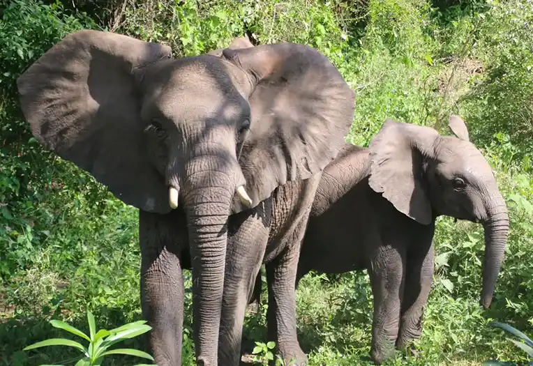3 Day Private Serengeti and Ngorongoro Crater Mid Range Safari Big Five Wildlife Experience