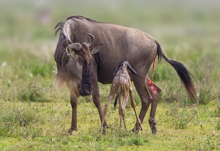 3 Day Serengeti April May Migration Transition Safari Southern to Central Movement