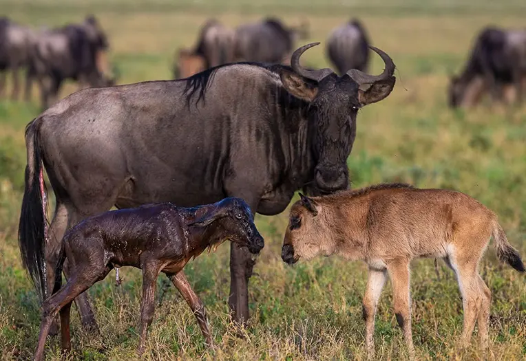 3 Day Serengeti Research Volunteer Migration Experience with Conservation Team