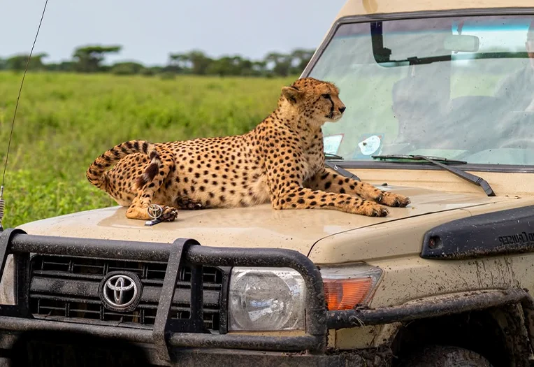 4 Days Serengeti Fly-In and Out Luxury Safari Exclusive Flights, Elite Lodges and Unforgettable Wildlife