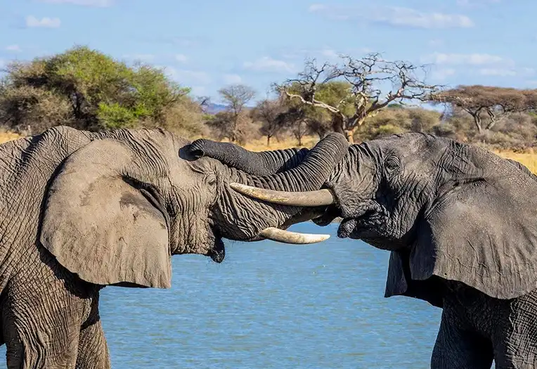 5 Day Budget Midrange Tanzania Migration Safari Serengeti Ngorongoro Experience