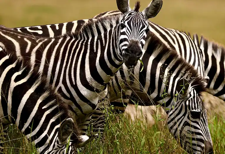 5 Day Express Serengeti Focus Safari Ngorongoro Crater and Wildebeest Migration Experience Tanzania