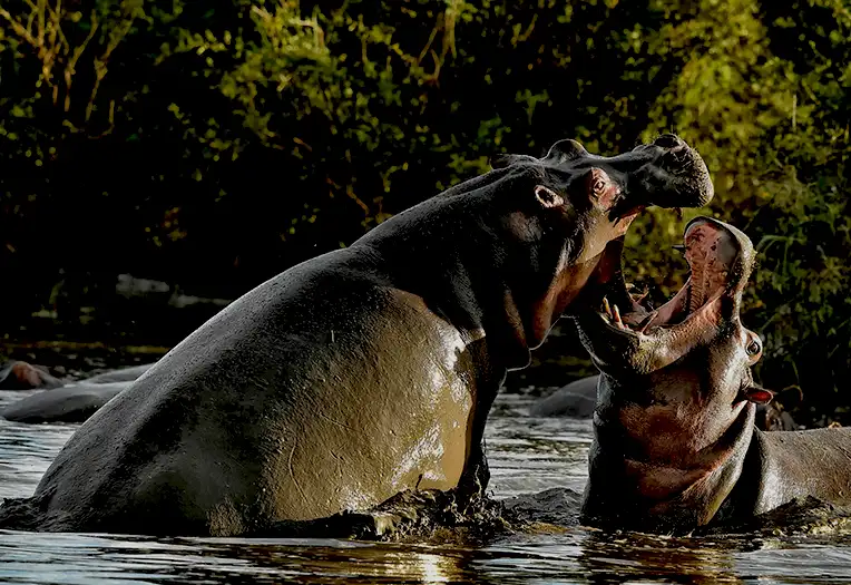 5 Day Photographer Fly-In Serengeti Migration & Ngorongoro Safari