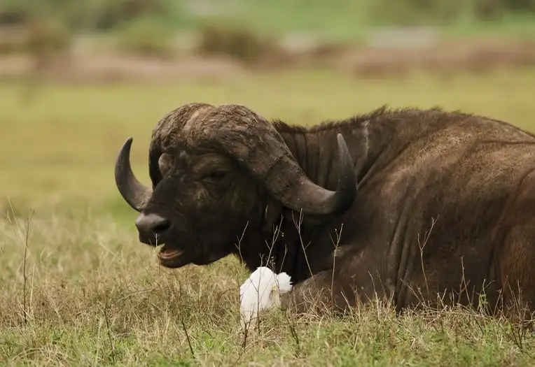 5 Day Scenic Highlands Route Serengeti Migration and Ngorongoro Safari Tanzania