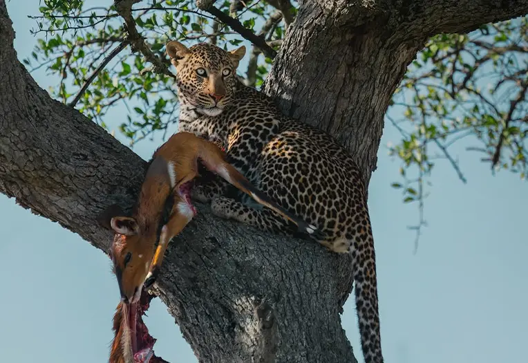 5 Day Ultra Fly-In Migration Serengeti & Zanzibar Experience