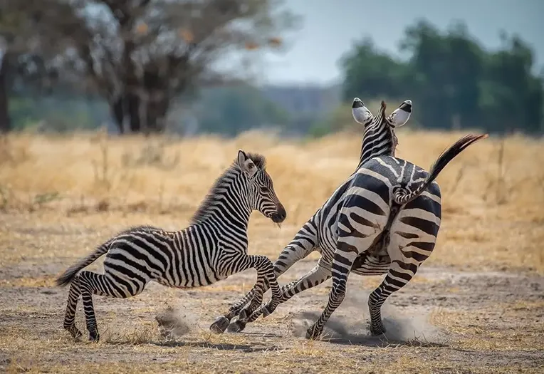 6-Day Tanzania Wildlife Safari Experience