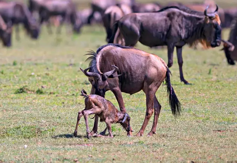 7 Day Ndutu Fly-In Luxury Wildlife Migration