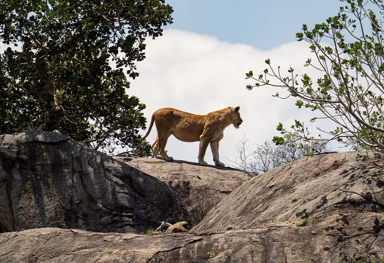 7 Days Scenic Highlands Serengeti Migration Safari Adventure