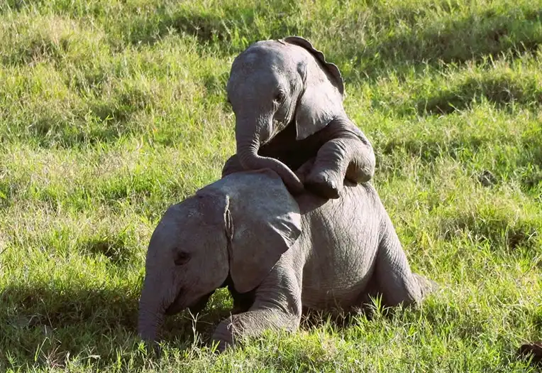 7 Days Serengeti & Maasai Culture Safari Elephants, Predators and the People of the Plains