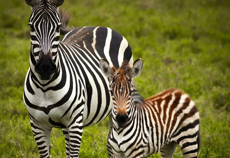 7-Day Serengeti Deep Dive