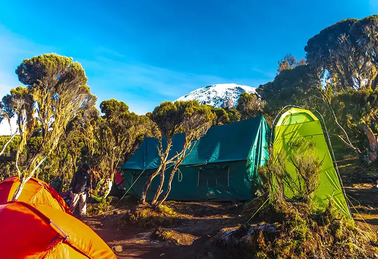 11-Days Mount Kilimanjaro Northern Circuit Lemosho Route Premium Summit Expedition Trek