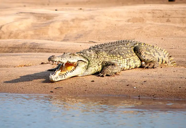 Saadani National Park Where the Bush Meets the Beach