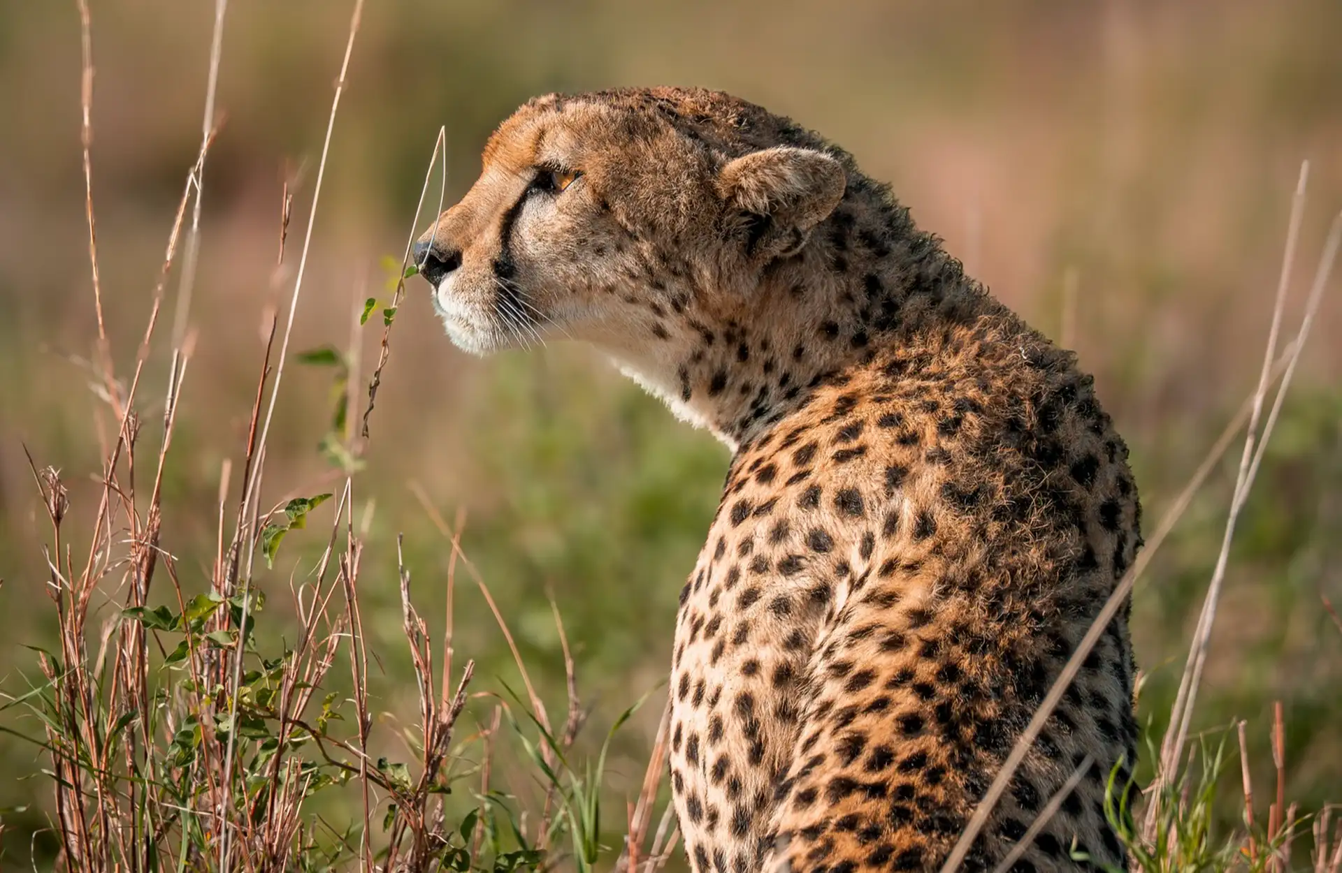 7 Days Savannah Migration Journey Tanzania Safari Experience
